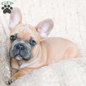 Parker, French Bulldog Puppy